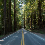 Avenue of the Giants, Redwood National Forest, CA