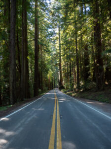 P1233730 Avenue of the Giants, Redwood National Forest, CA