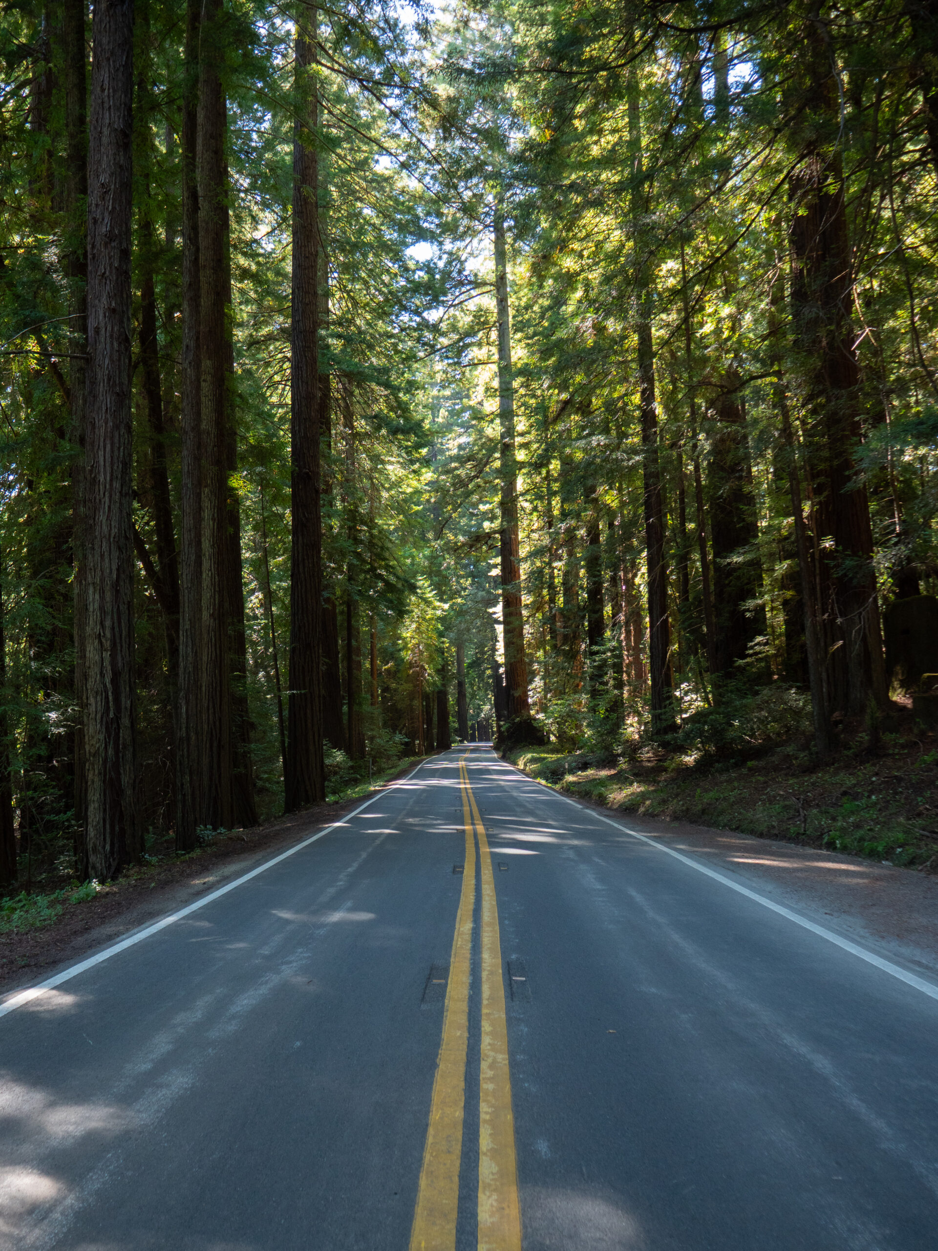 Avenue of the Giants, Redwood National Forest, CA