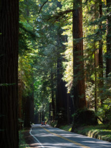 P1233737 Avenue of the Giants roadway with receding car