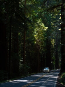P1233749 Avenue of the Giants roadway dimly lit