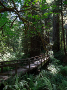 P1233776 Foot bridge at Prairie Creek State Park, Redwood National Forest, CA