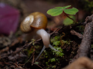 P1233795 Beaded Lancetooth snail crawls along the forest floor in the Redwood National Forest of California.