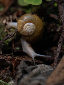 P1233805 Beaded Lancetooth snail crawls along the forest floor in the Redwood National Forest of California.
