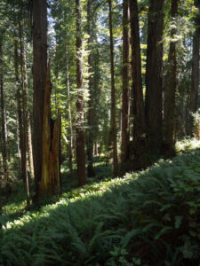 P1233852 Miner's Ridge Trail, Prairie Creek State Park, Redwood National Forest, CA