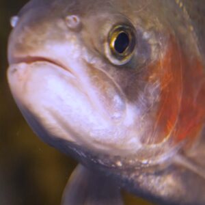 rainbow trout