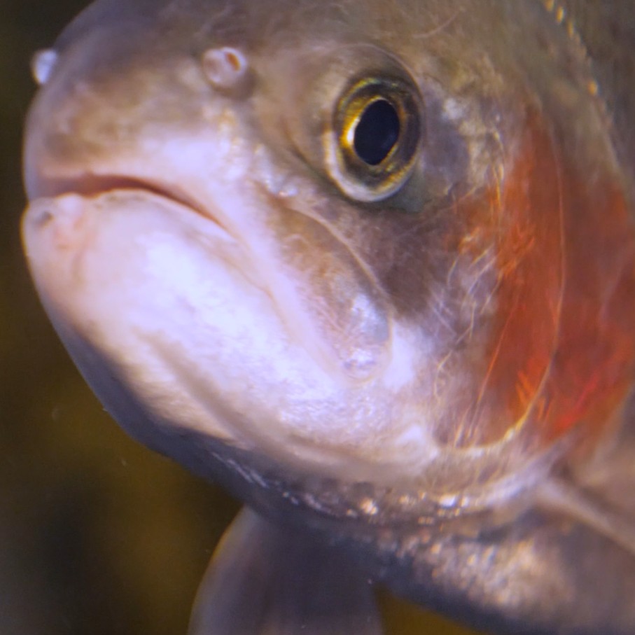 rainbow trout